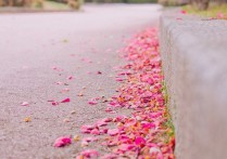 朝花语录：舍得、放下、忘记